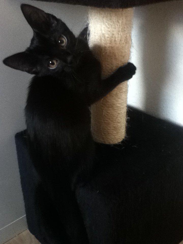 Huskat ~ Perle - Nyt! billede 12