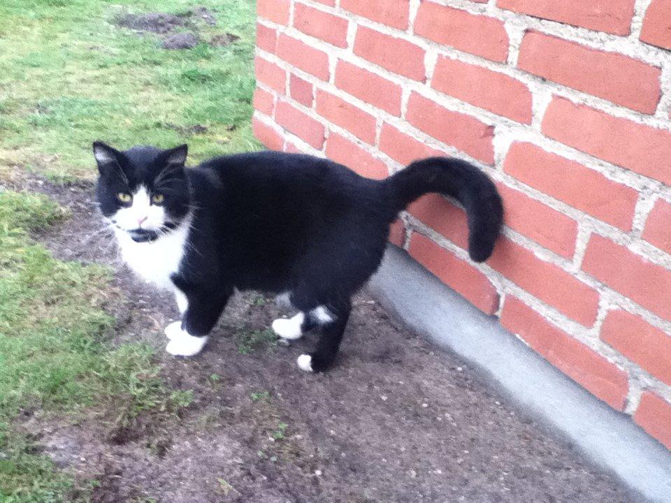 Huskat ~ Coke *Forsvundet* - NYT! December 2012 billede 10