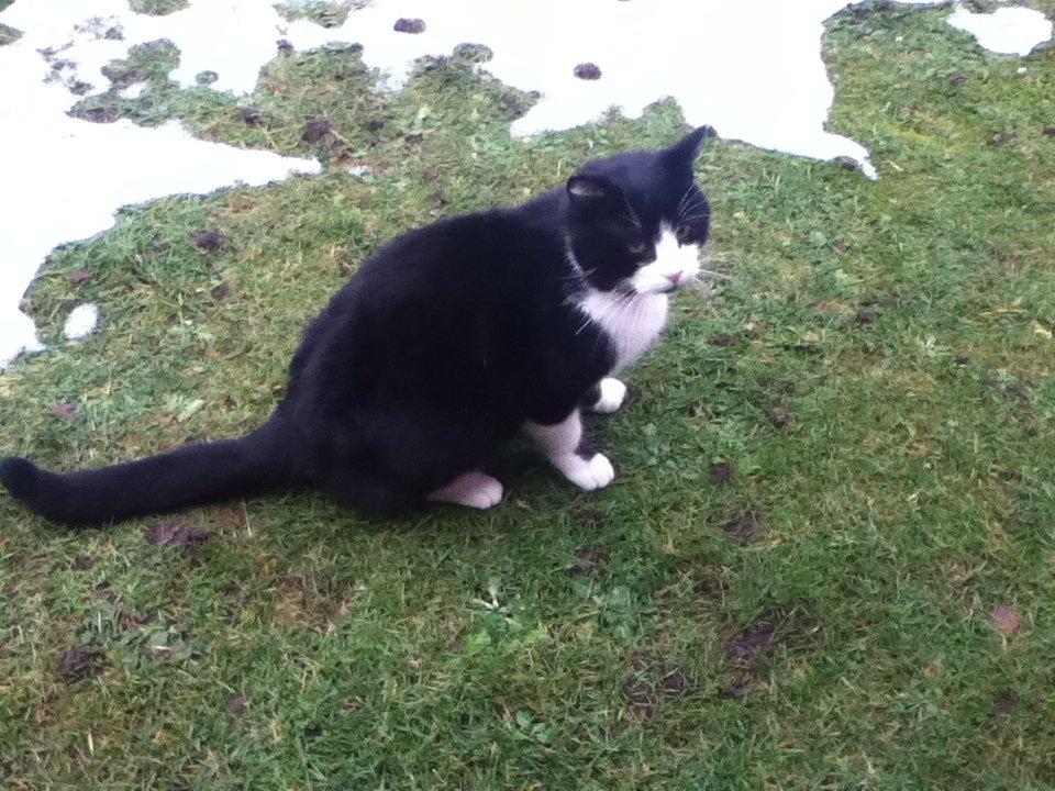 Huskat ~ Coke *Forsvundet* - Nyt! billede 21