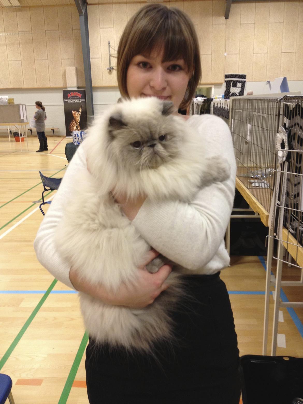 Colorpoint DK White Secret Ya-Hoo billede 9