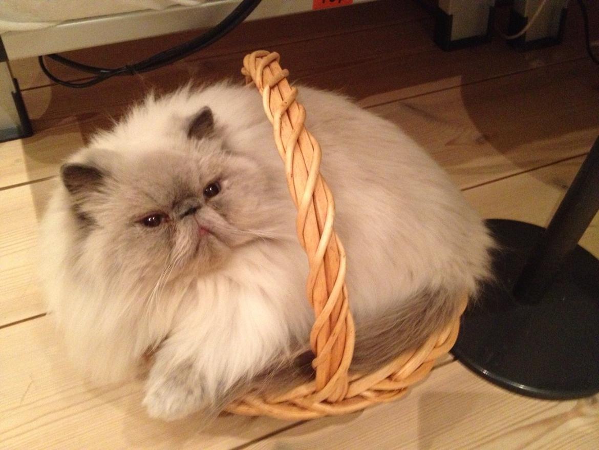 Colorpoint DK White Secret Ya-Hoo billede 10