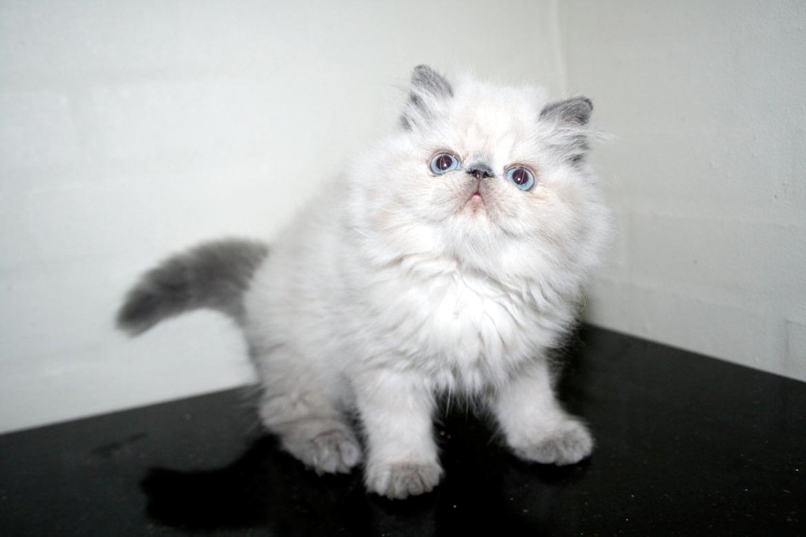 Colorpoint DK White Secret Ya-Hoo - Min basse som baby billede 1