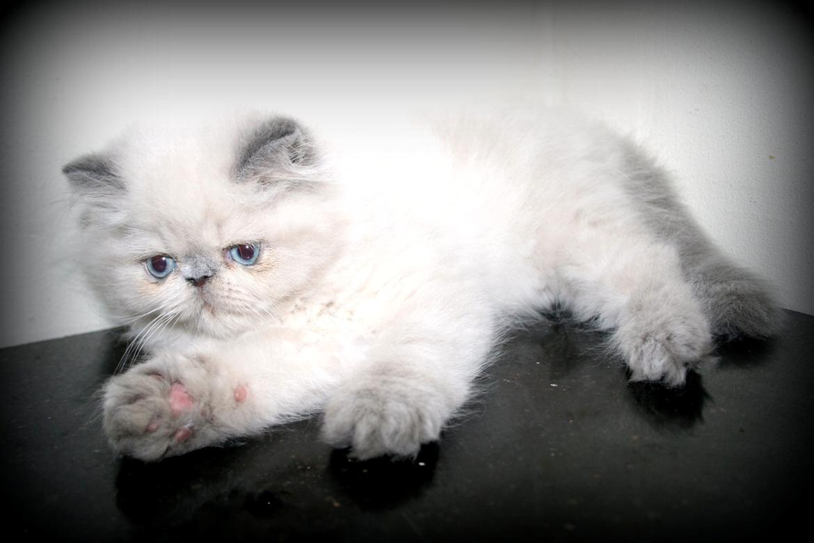 Colorpoint DK White Secret Ya-Hoo billede 5