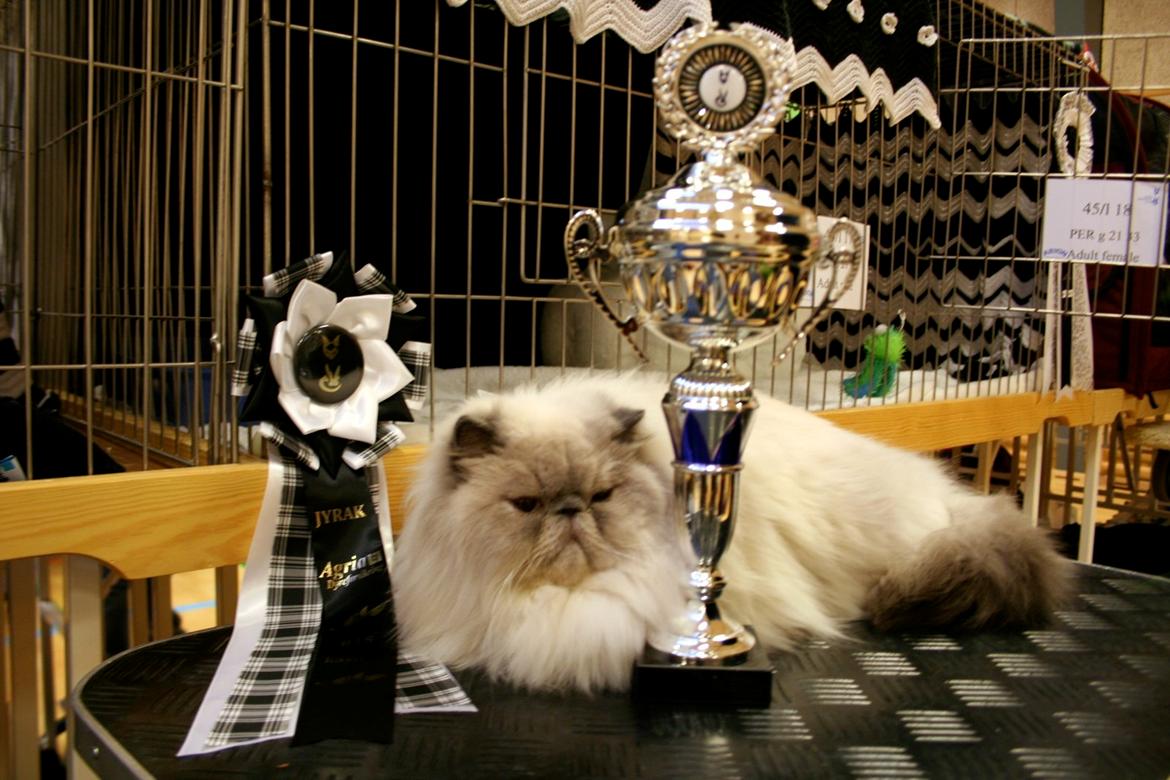 Colorpoint DK White Secret Ya-Hoo - Brædstrup 2013 hvor Bassen blev BIS om søndagen billede 11