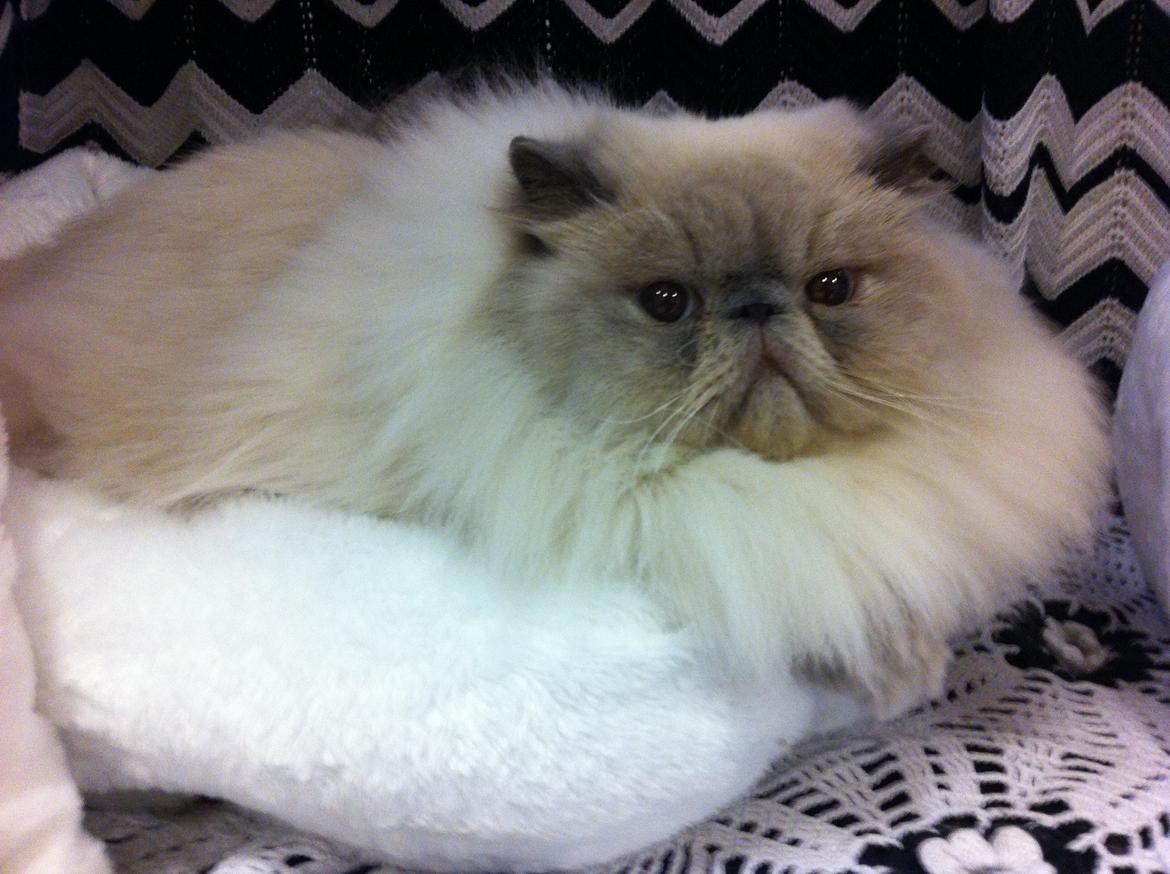 Colorpoint DK White Secret Ya-Hoo billede 12