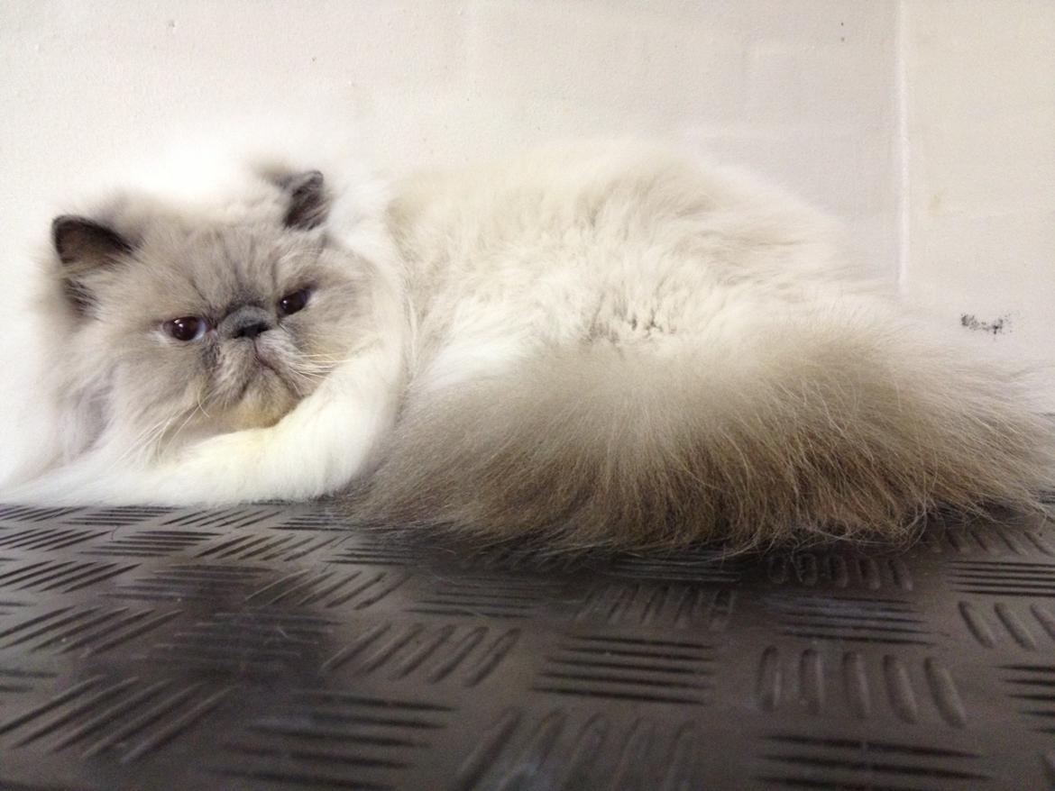 Colorpoint DK White Secret Ya-Hoo billede 7