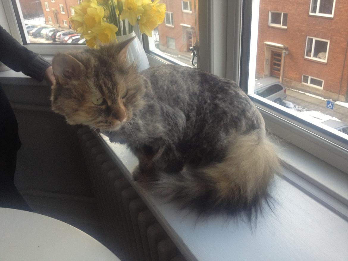 Blanding af racer Gizmo billede 1