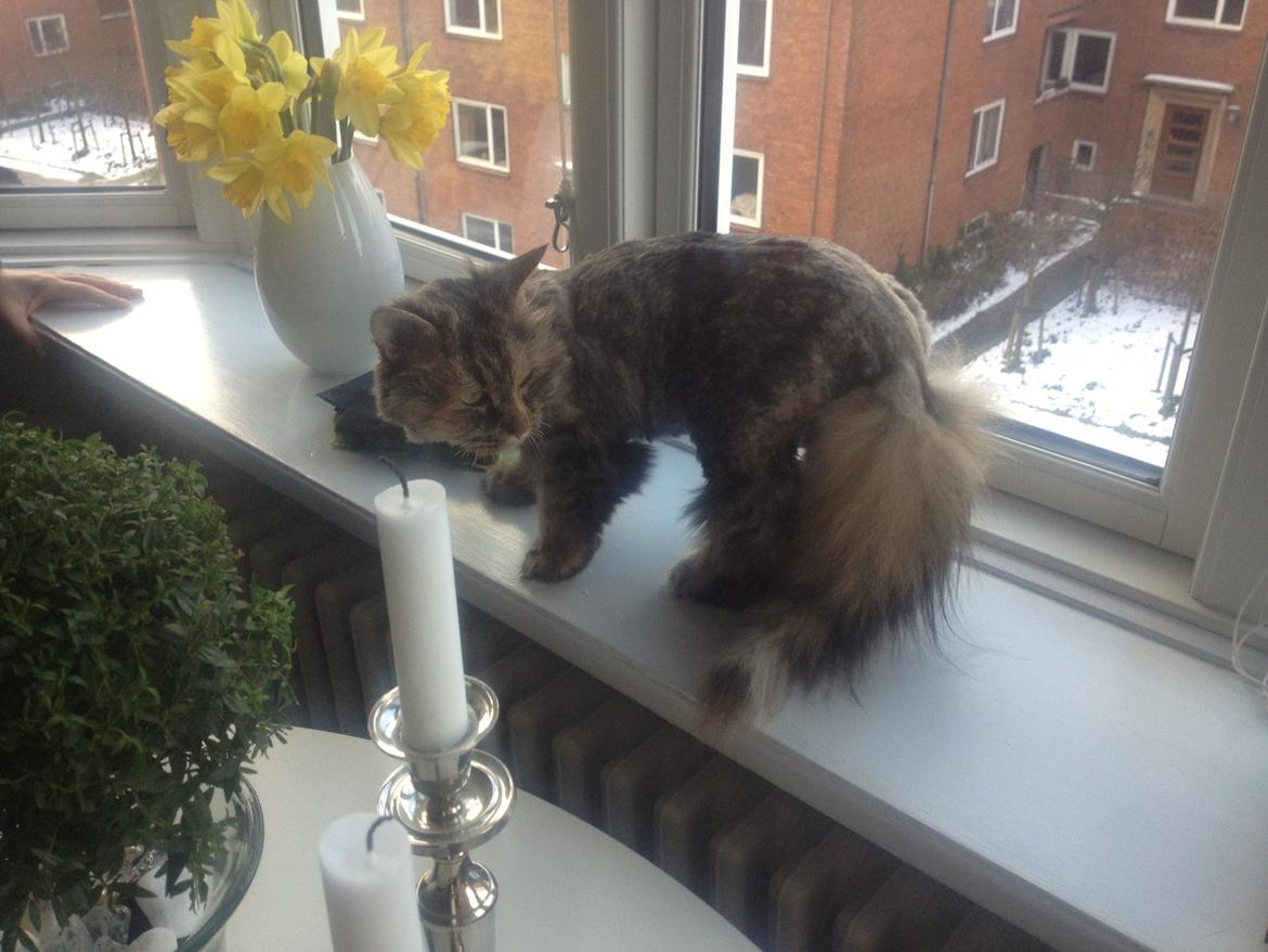 Blanding af racer Gizmo billede 2