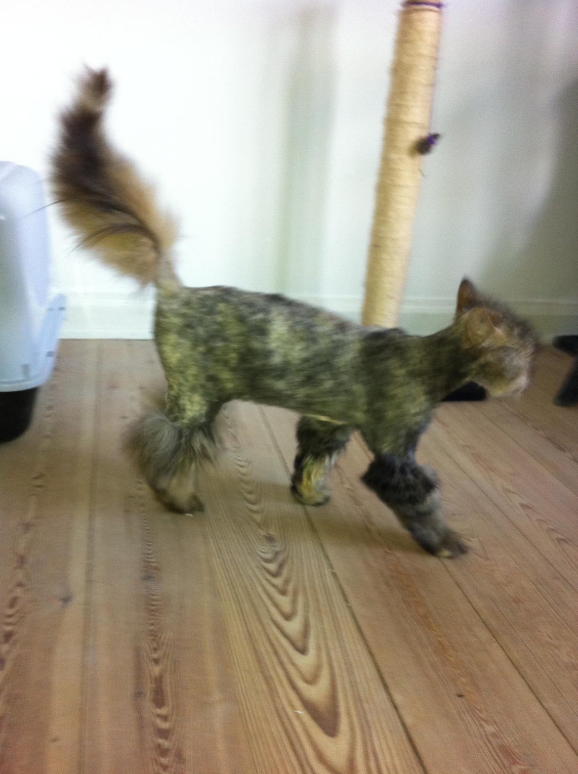 Blanding af racer Gizmo billede 3