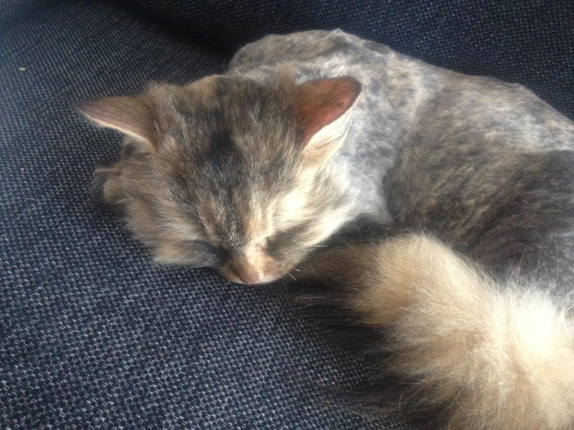 Blanding af racer Gizmo billede 4