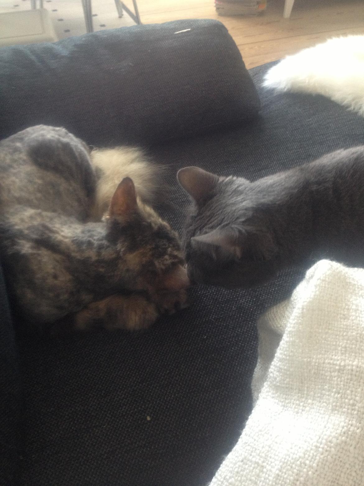 Blanding af racer Gizmo billede 5