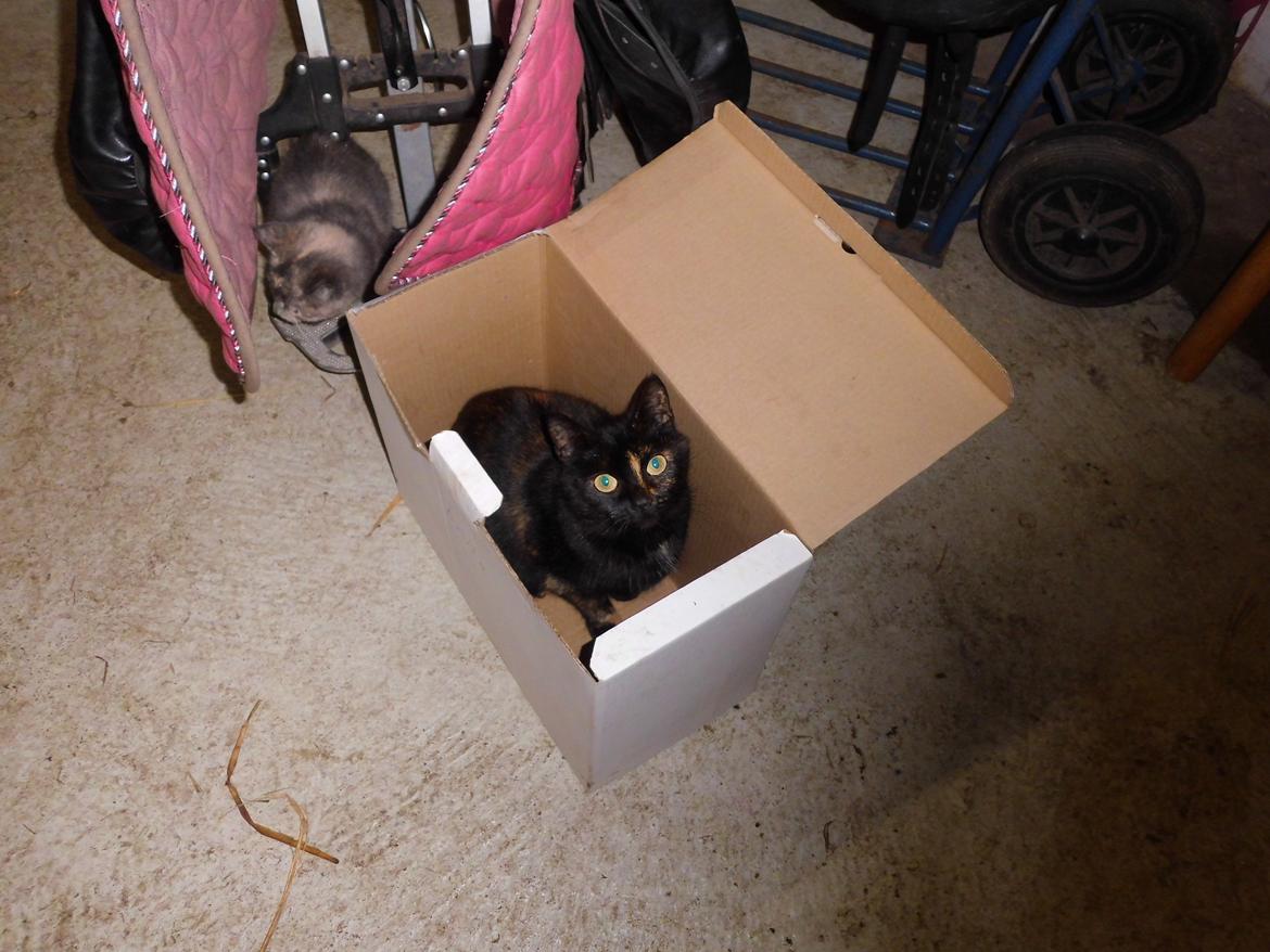 Blanding af racer Guldplet (Missemor) billede 1