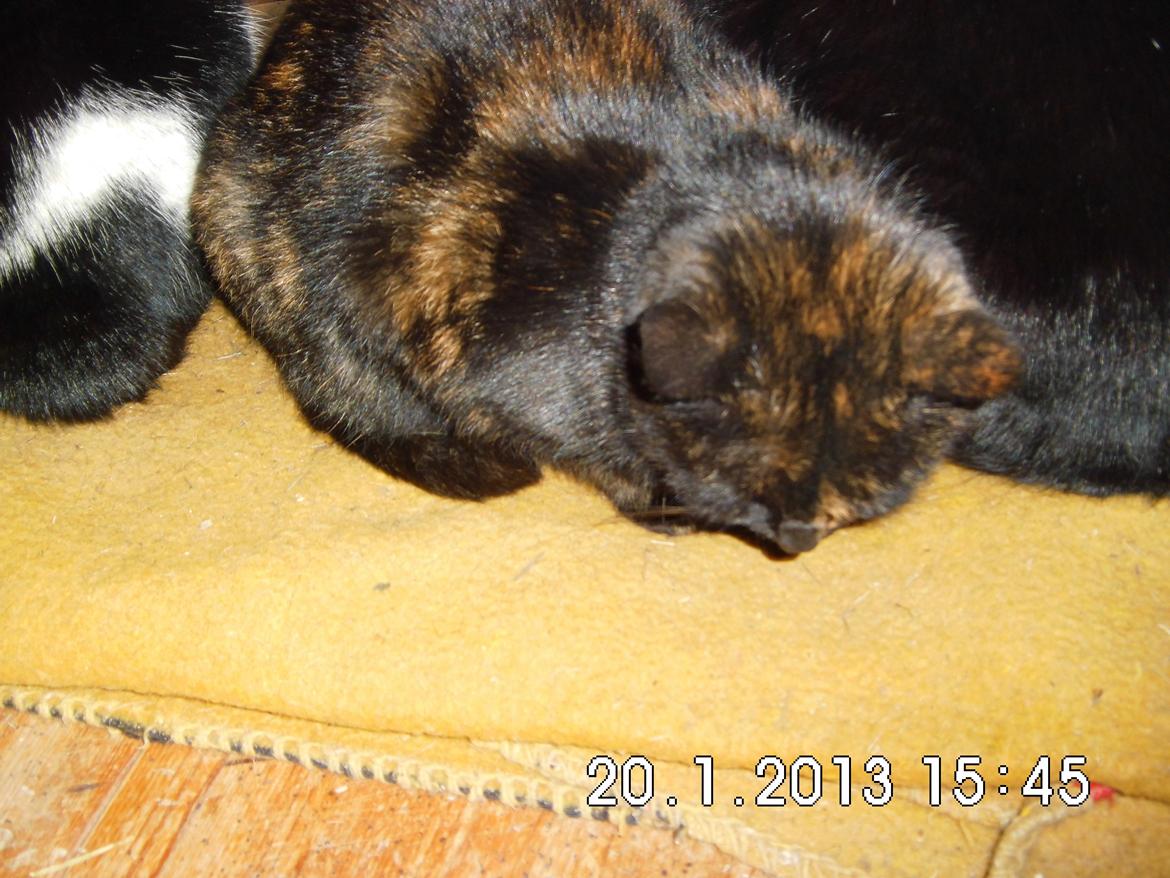 Blanding af racer Guldplet (Missemor) billede 3