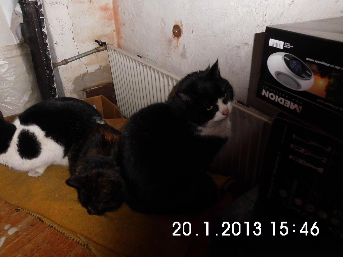 Blanding af racer Guldplet (Missemor) billede 2