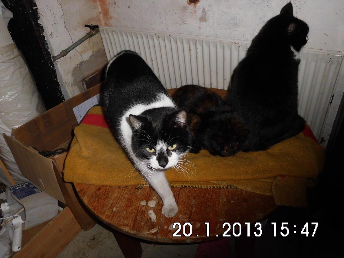 Blanding af racer Guldplet (Missemor) billede 4