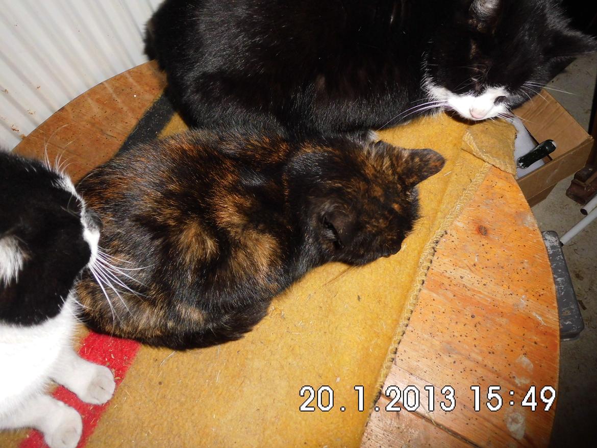 Blanding af racer Guldplet (Missemor) billede 5