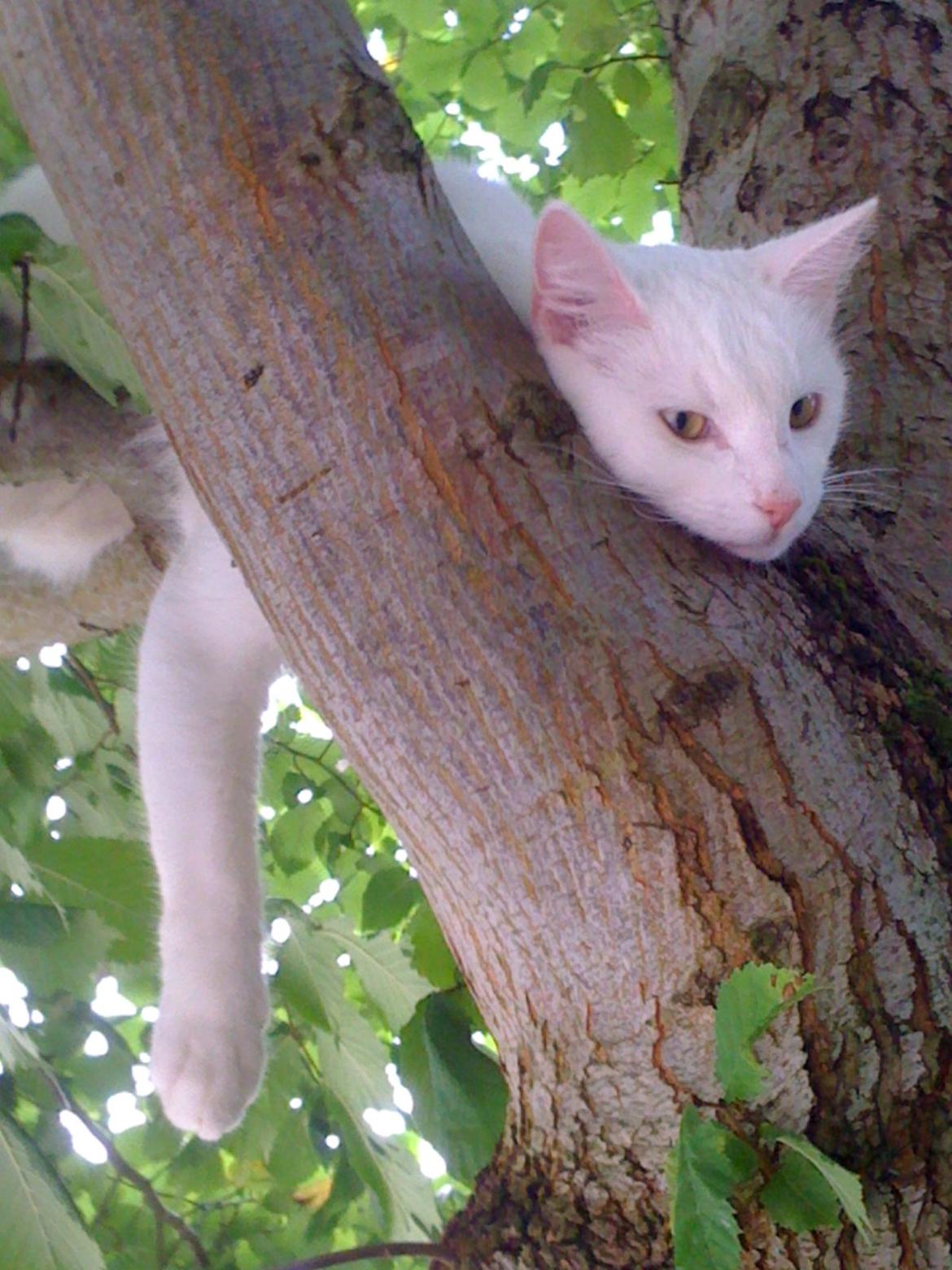 Blanding af racer Rikke billede 1