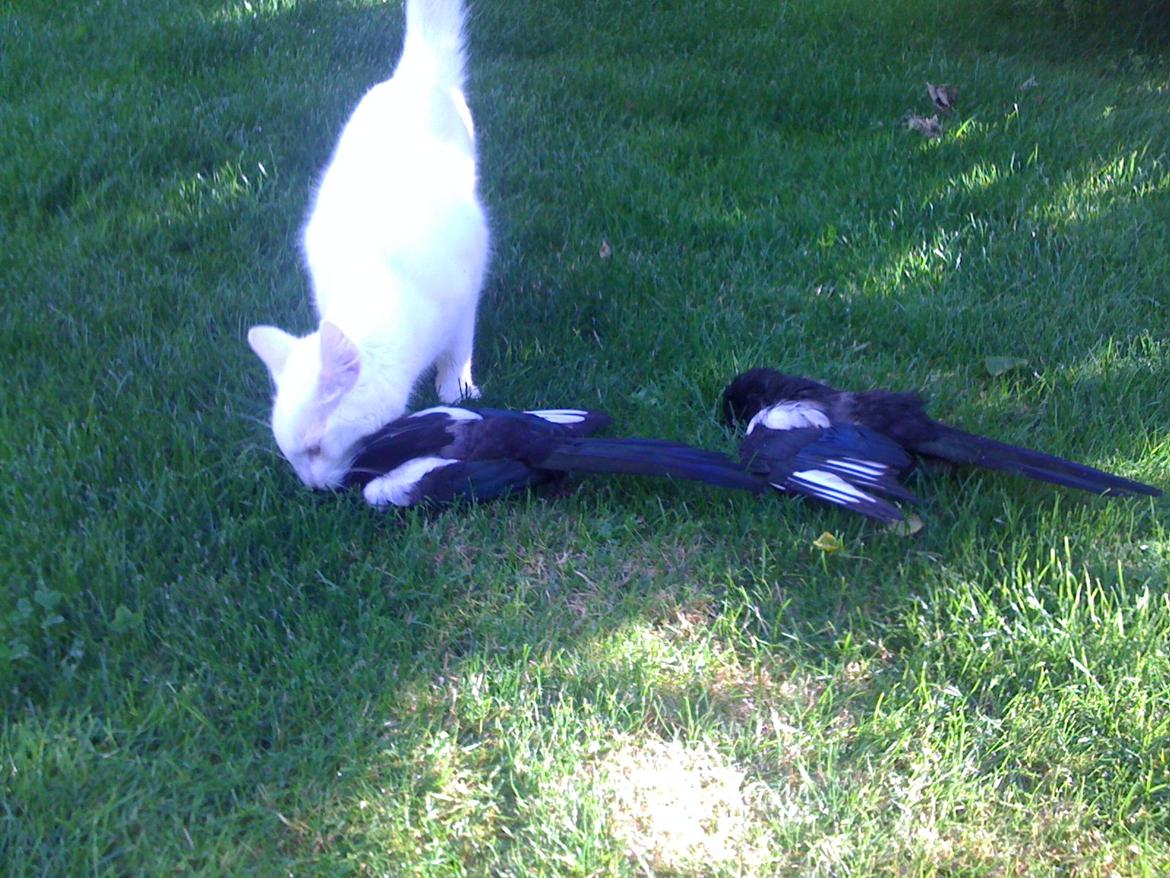 Blanding af racer Rikke billede 3