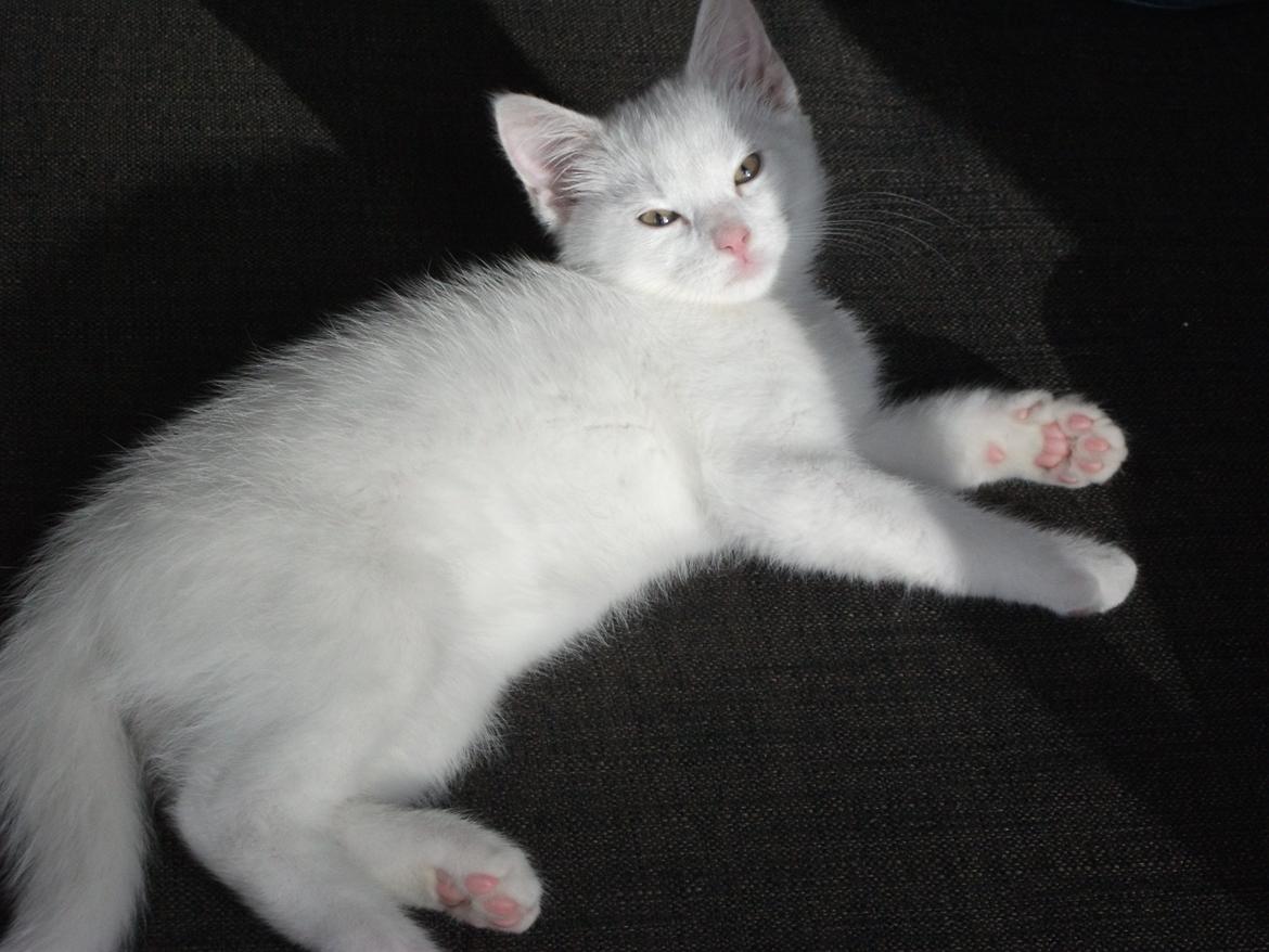 Blanding af racer Rikke billede 4