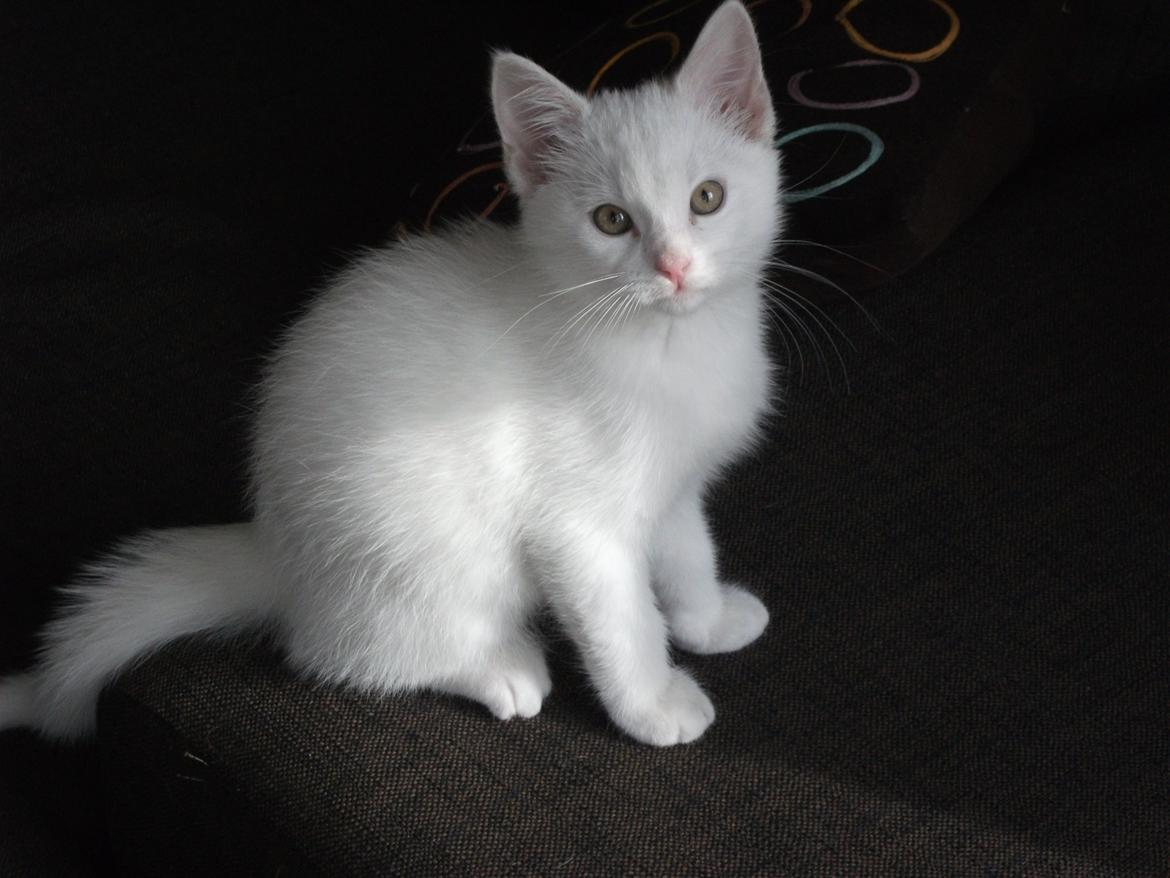 Blanding af racer Rikke billede 5