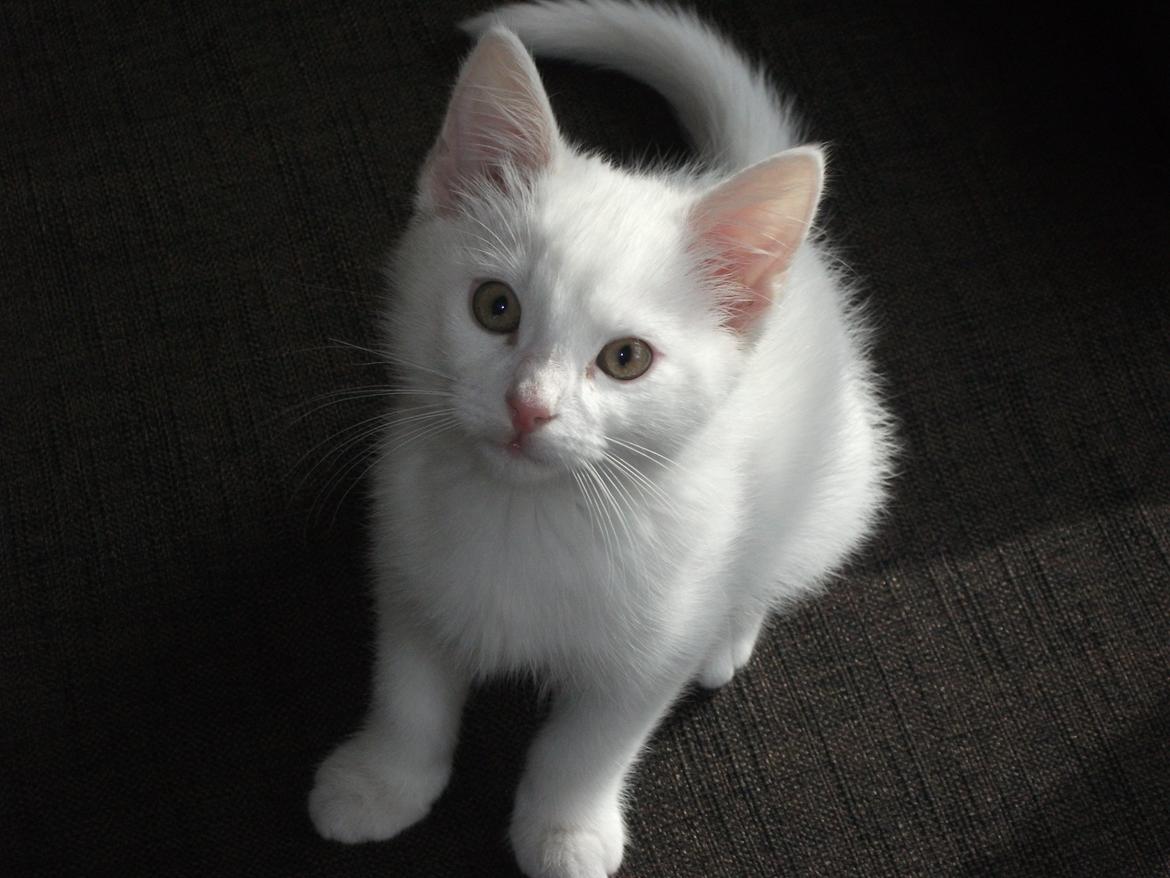 Blanding af racer Rikke billede 6