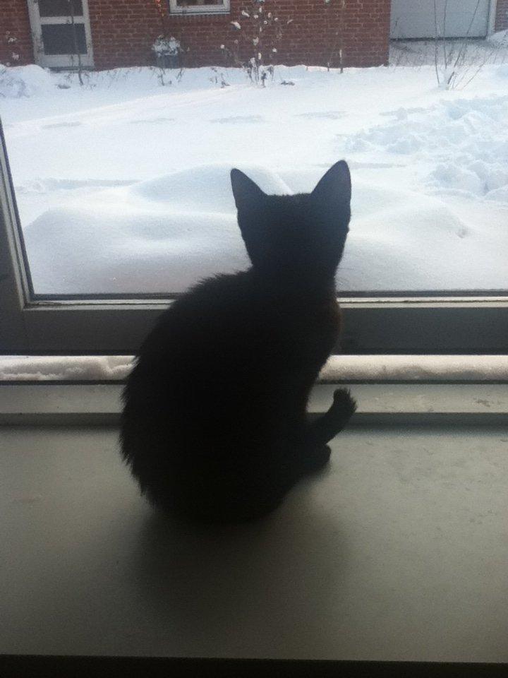 Huskat ~ Perle - 11 uger. billede 17