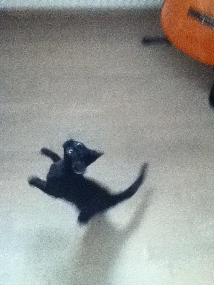 Huskat ~ Perle - Nyt! billede 16