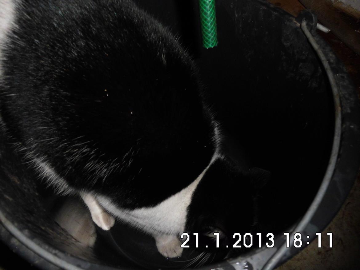 Blanding af racer X-Factor billede 7