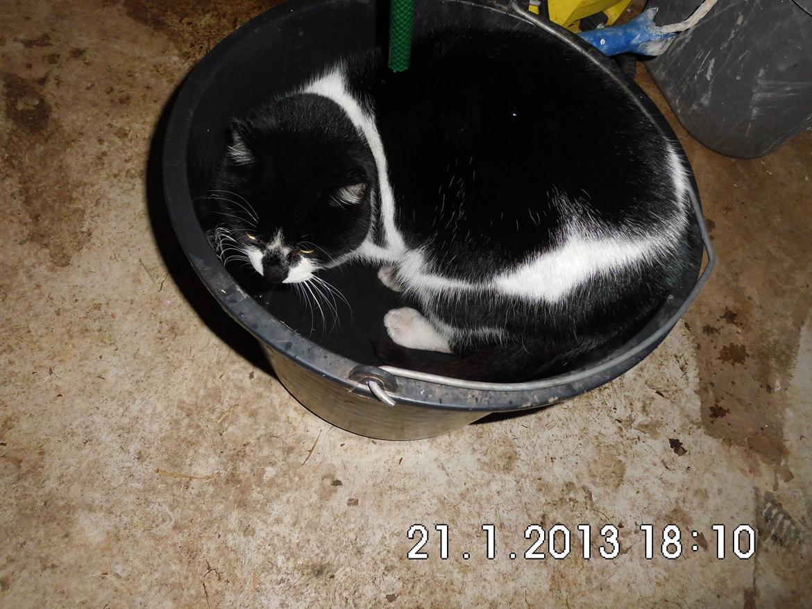 Blanding af racer X-Factor billede 9