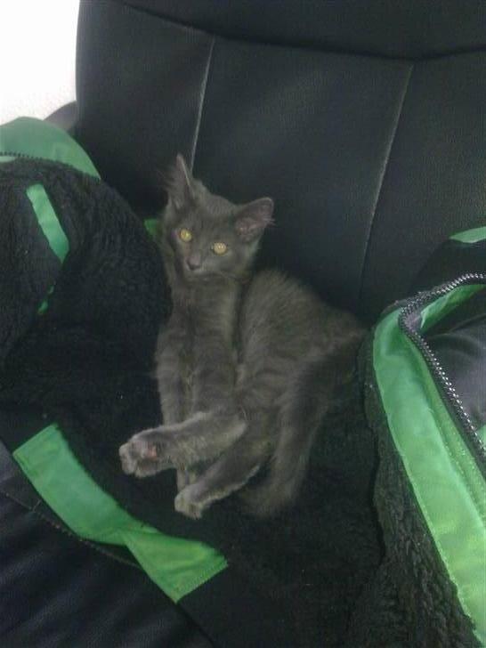 Norsk Skovkat cæcar billede 4