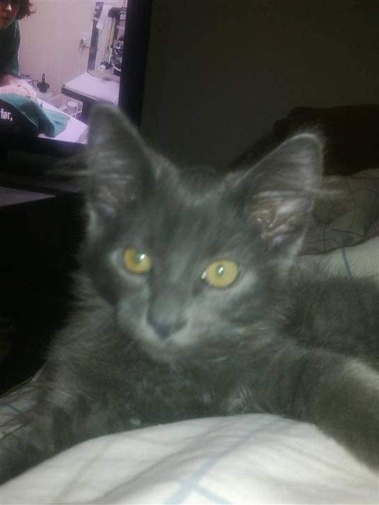 Norsk Skovkat cæcar billede 5