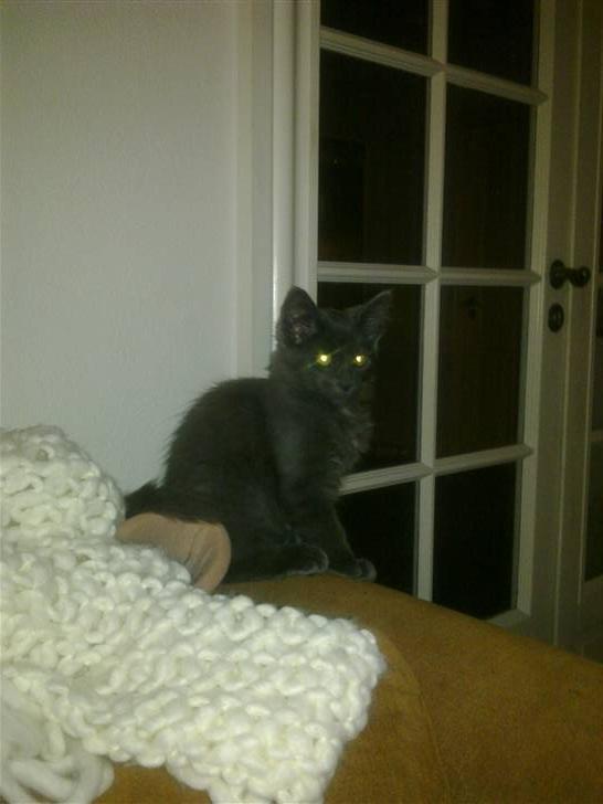 Norsk Skovkat cæcar billede 6