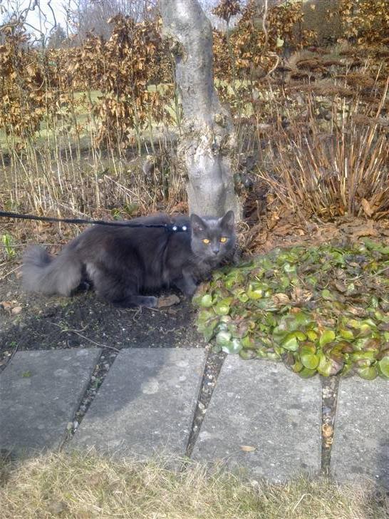 Norsk Skovkat cæcar billede 1