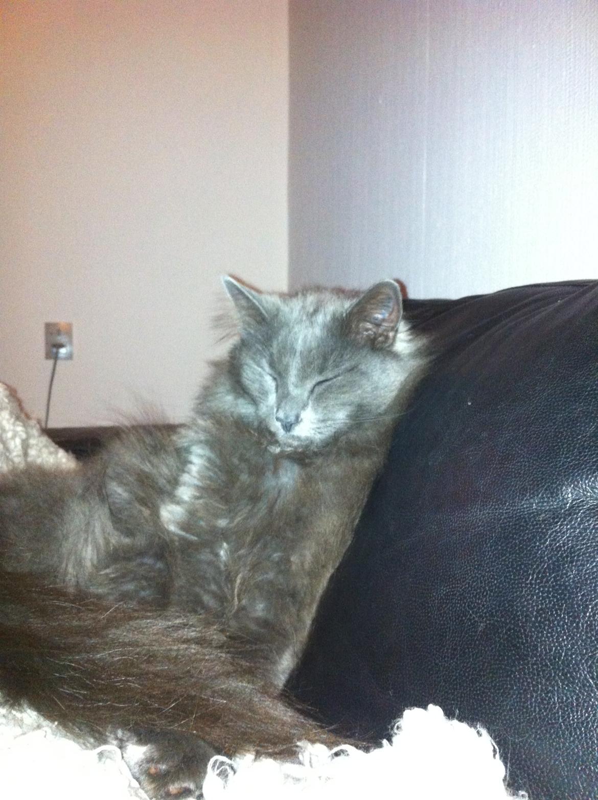 Norsk Skovkat cæcar billede 9