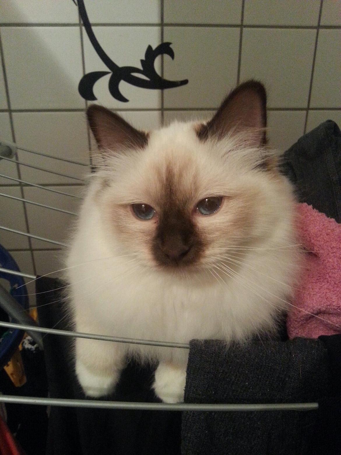 Hellig Birma Flicka - Jaa, så synes FLicka lige at hun skal rasere hele tøjstativet. billede 5