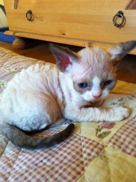 Devon Rex Skuld Nord's Kalli - Dengang han havde masser af pels :) billede 3