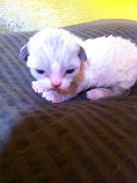 Devon Rex Skuld Nord's Kalli - Kun et par dage gammel. billede 2