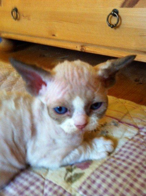 Devon Rex Skuld Nord's Kalli billede 4