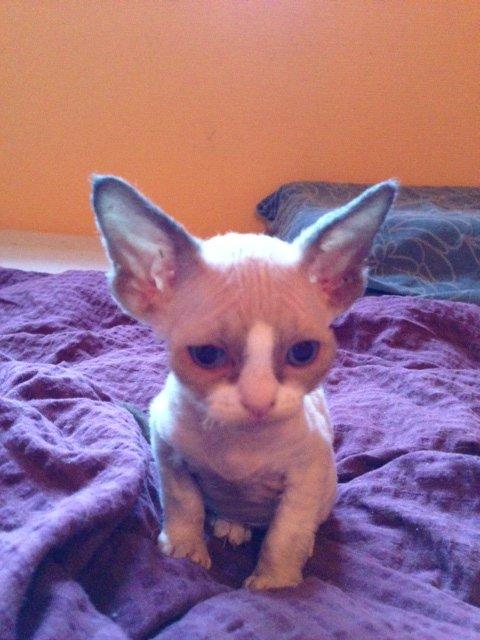Devon Rex Skuld Nord's Kalli billede 5