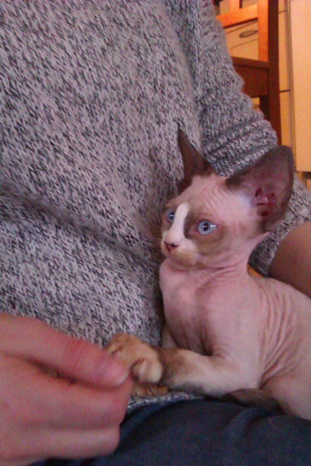 Devon Rex Skuld Nord's Kalli billede 6