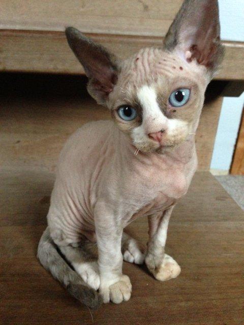 Devon Rex Skuld Nord's Kalli billede 1