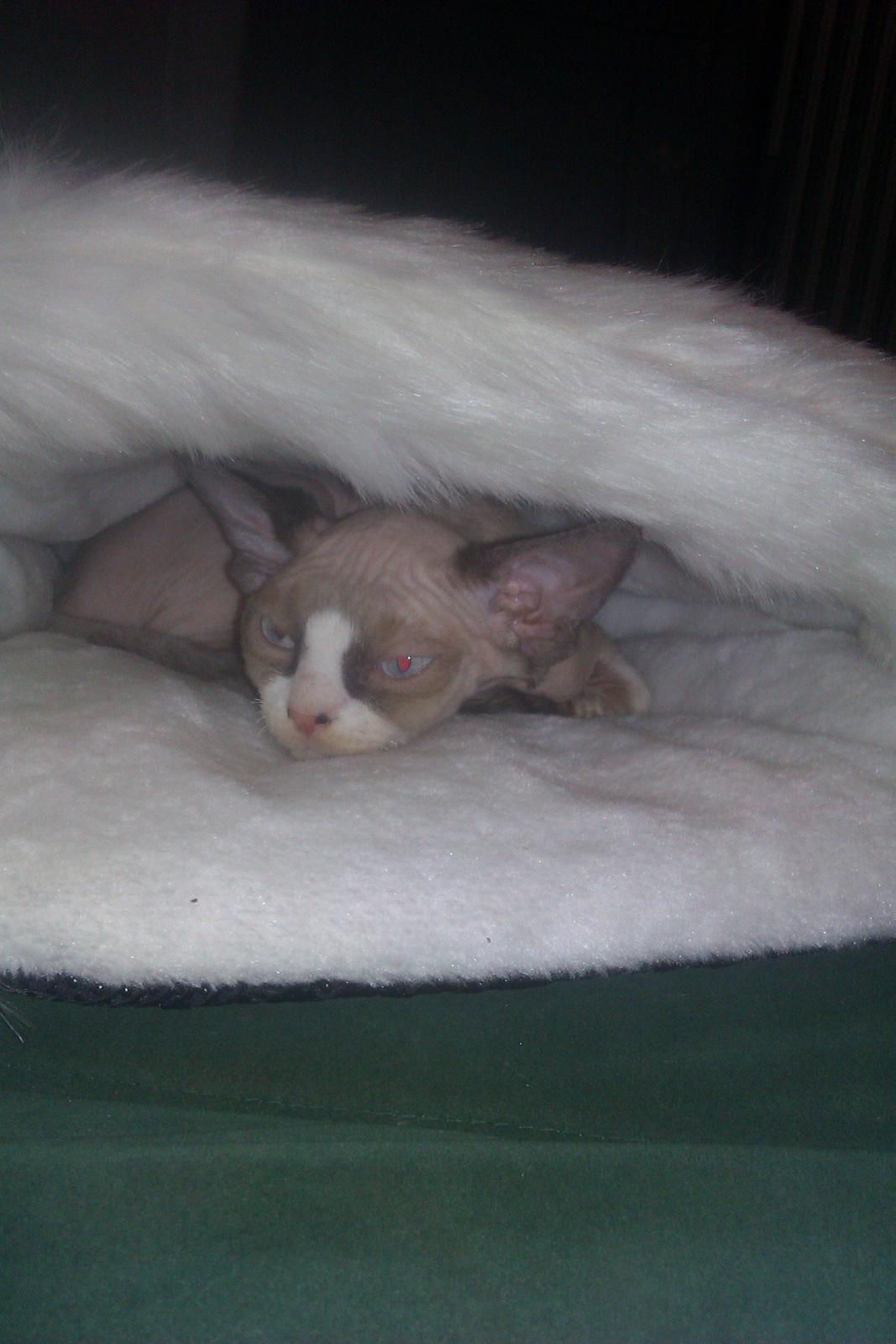 Devon Rex Skuld Nord's Kalli - I sin elskede sovepose <3 billede 7