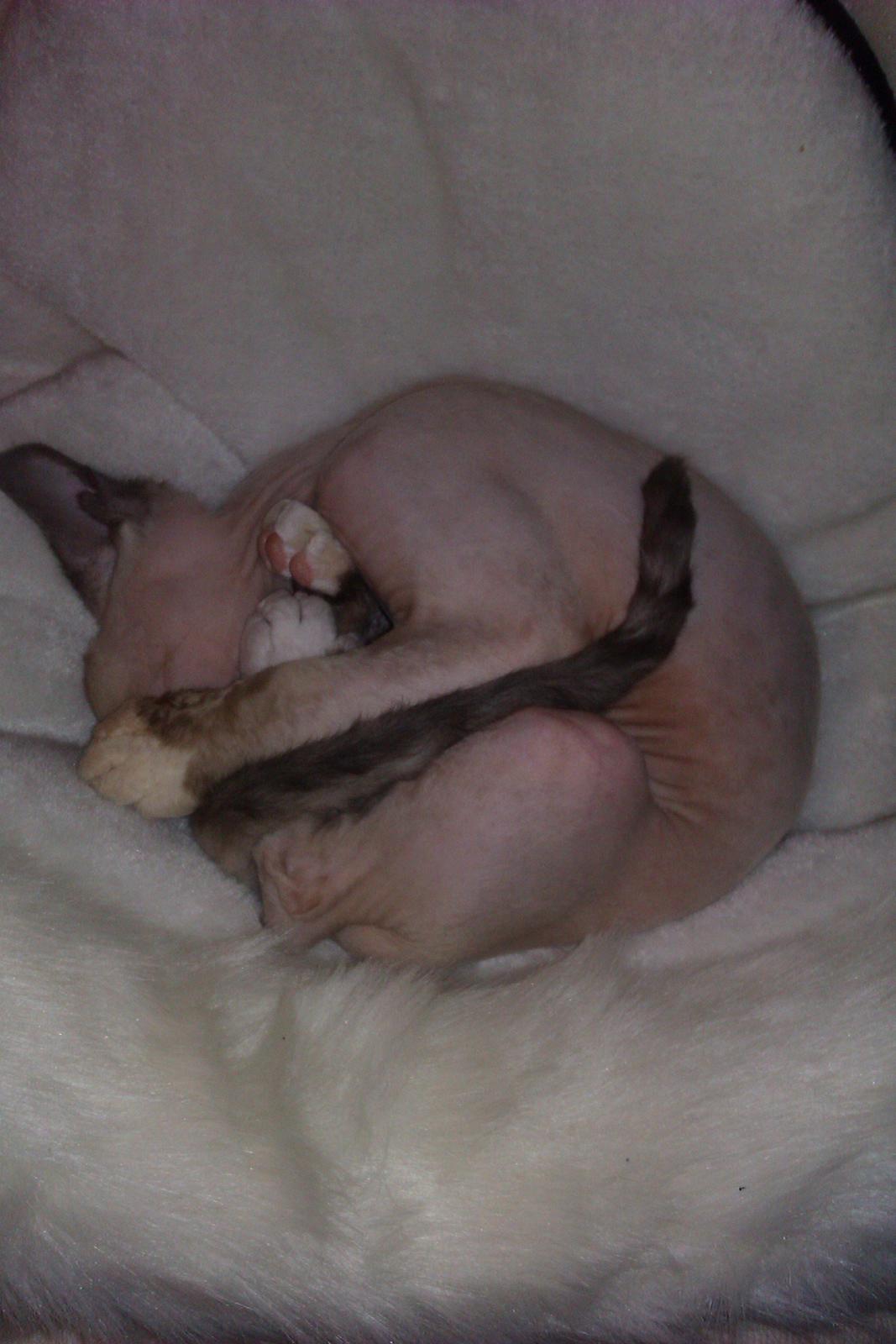 Devon Rex Skuld Nord's Kalli billede 8