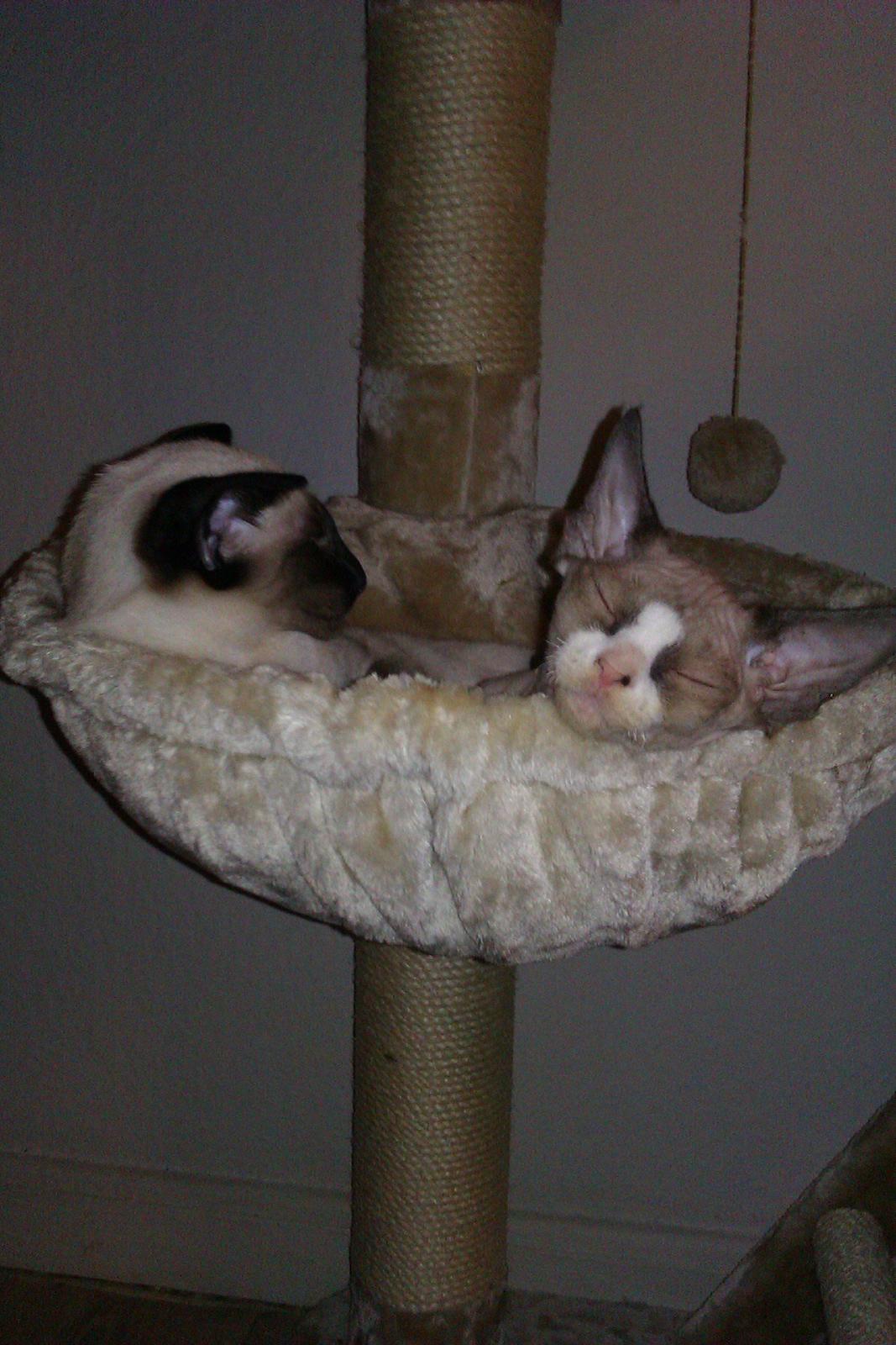 Devon Rex Skuld Nord's Kalli billede 9