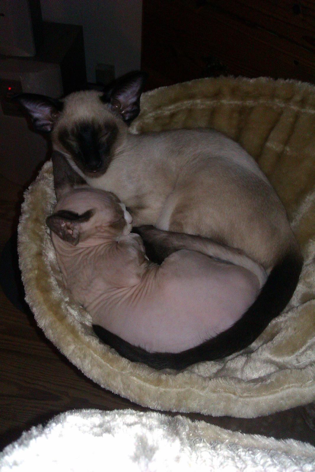 Devon Rex Skuld Nord's Kalli - Putter med brormand :) billede 10