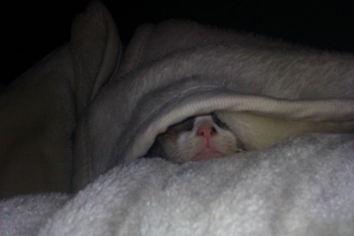 Devon Rex Skuld Nord's Kalli - Man skal passe på hvor man sætter sig i sofaen. billede 11