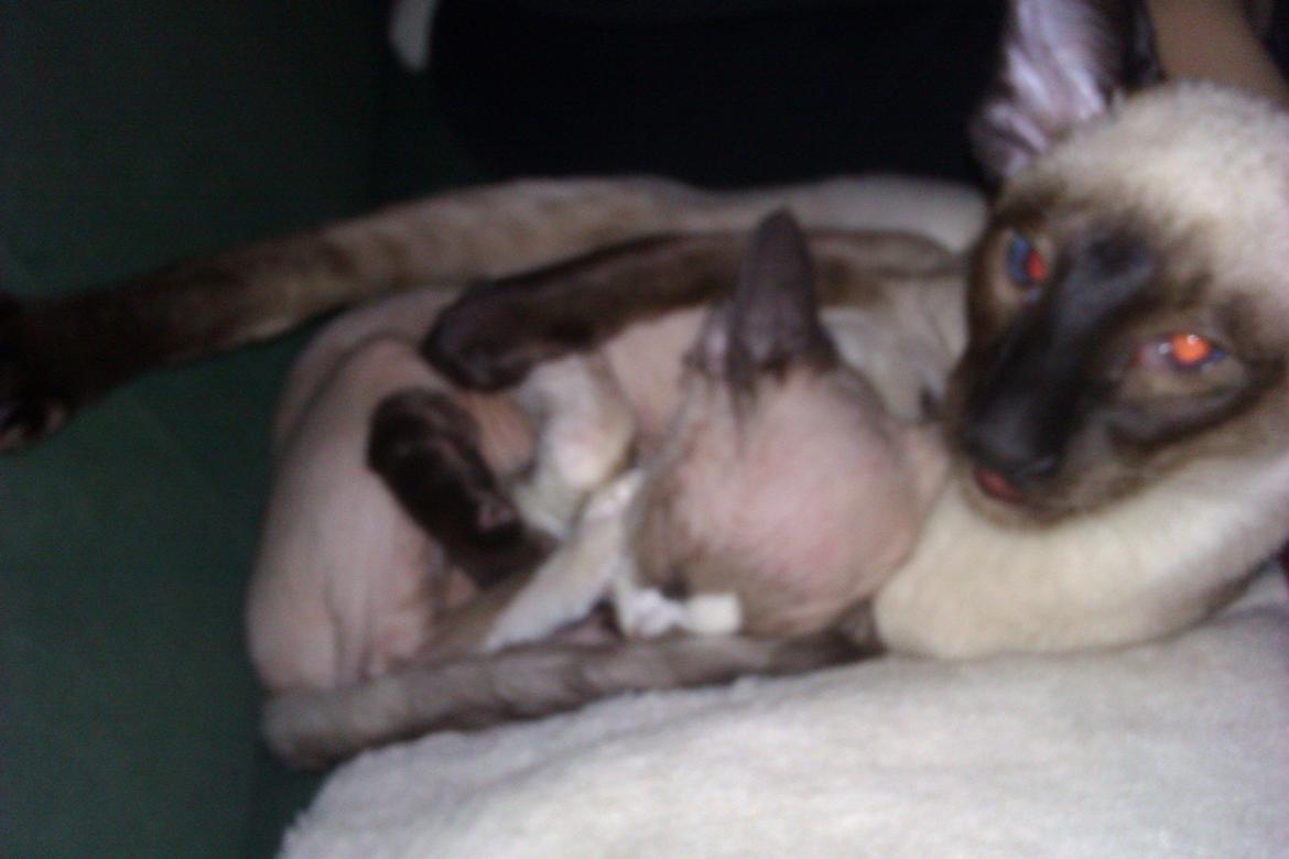 Devon Rex Skuld Nord's Kalli - Søskendekærlighed<3 billede 12