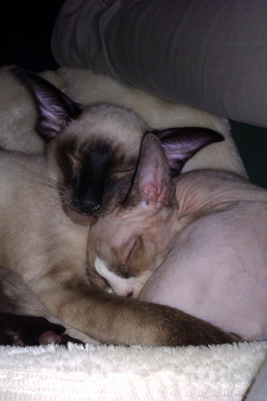 Devon Rex Skuld Nord's Kalli billede 13