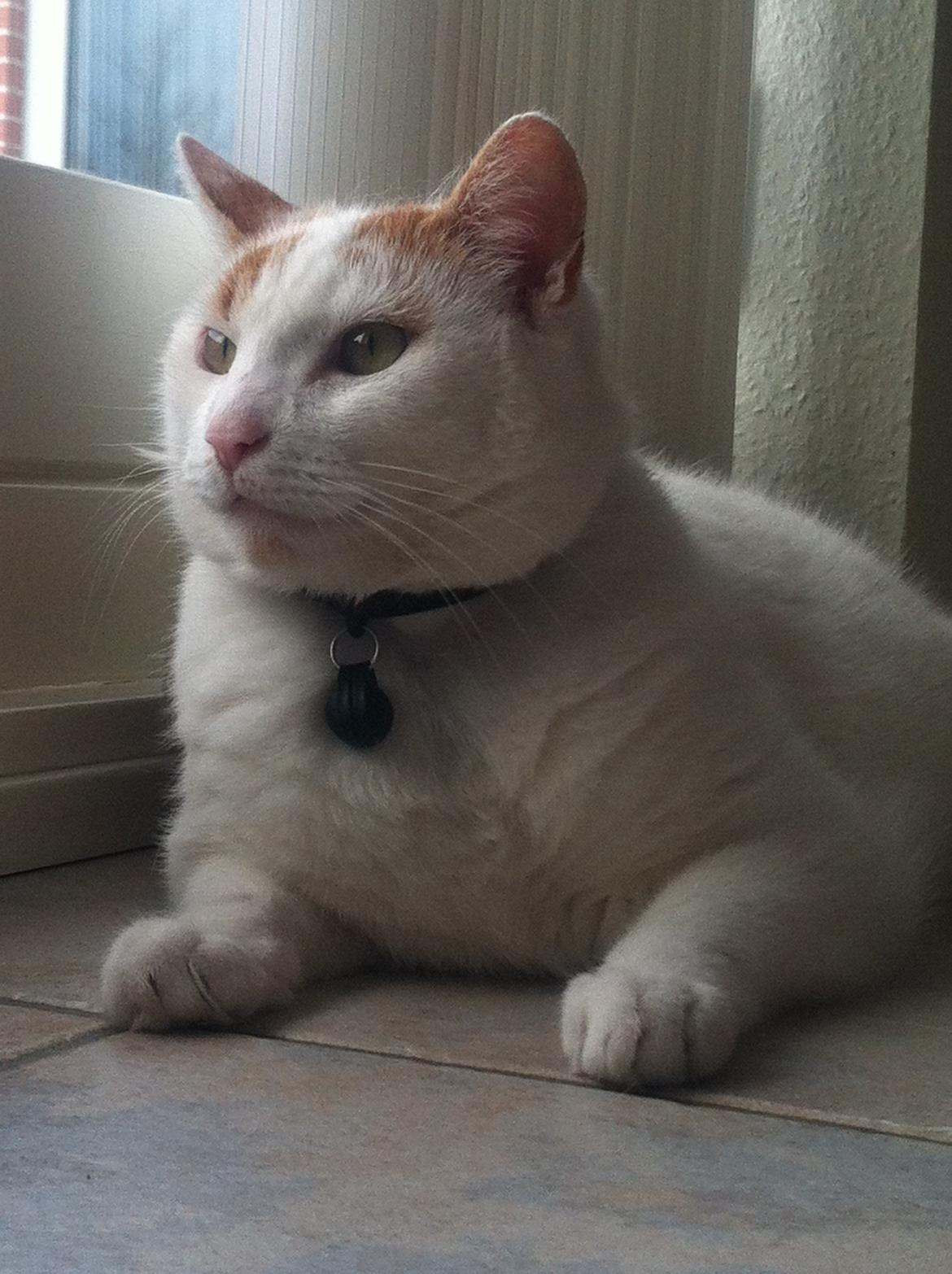 Blanding af racer Plys billede 16