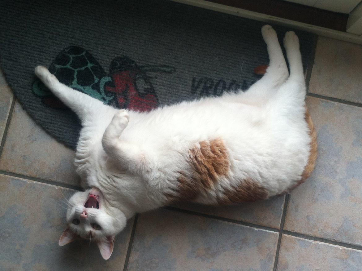 Blanding af racer Plys billede 6